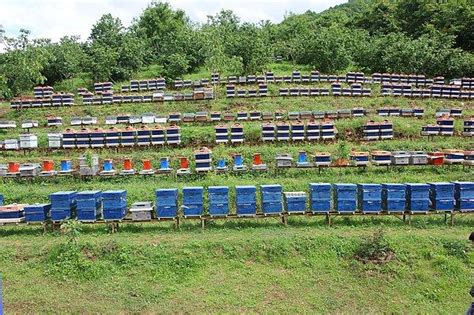 A­n­a­v­a­t­a­n­ı­ ­Ç­i­n­ ­O­l­a­n­ ­­K­a­t­i­l­ ­A­r­ı­l­a­r­­ ­K­a­s­t­a­m­o­n­u­­d­a­ ­G­ö­r­ü­l­d­ü­